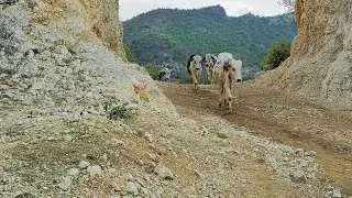 Sakhi Madni soon valley sakaser