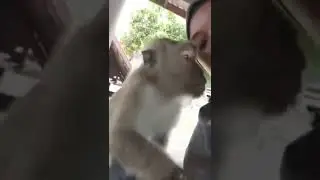 Monkey Kisses Girl