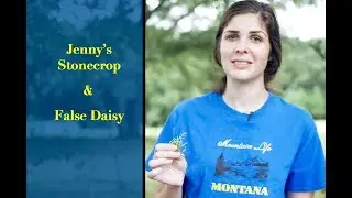 Jenny's Stonecrop and False Daisy