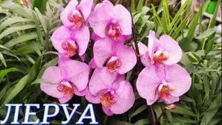 №564/ СВЕЖАЯ, разнообразна ПОСТАВКА орхидей в ЛЕРУА МЕРЛЕН на Новой Адыгеи.
