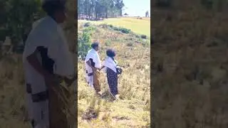 ራያ ሜዳ ላይ ልቤን እረስቼዉ Natan tiruneh/#habesha_tiktok #shors