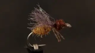 Mike's Honey Ant