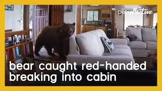 Bear Breaks in Cabin After Knocking Down the Door