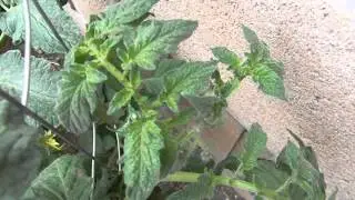 Early Season Greenhouse Whitefly