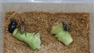 Scarabaeoidea