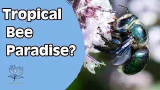Magical Macro Photography - Australian native bees