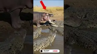 Hippo vs Crocs | Wide-Mouth Challenge 🦛😱🐊 #Shorts