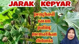 TANAMAN JARAK KEPYAR,DAUNNYA BERMANFAAT TAPI BIJINYA BERACUN