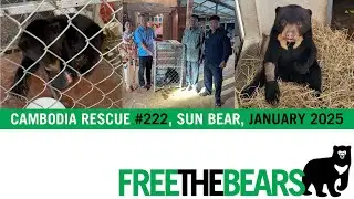 Sun bear with horrific snare wound rescued - 1st Rescue of 2025