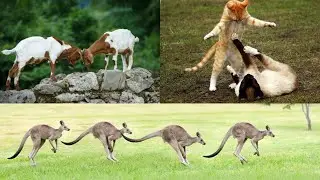 Animal with Actions #animals #funny #fight