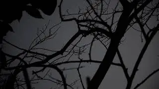 Leafless Tree Silhouette - Nature Video Background - Free Nature Stock Video (HD)