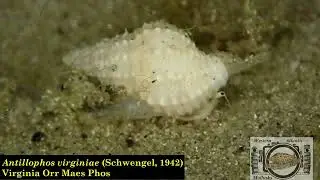 Virginia Orr Maes Phos - Antillophos virginiae (Schwengel, 1942)