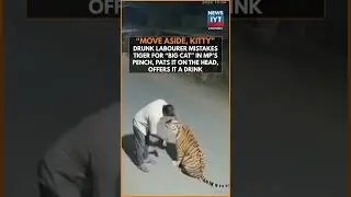 Drunk Man Mistakes Tiger for Pet Cat in Madhya Pradesh! 😂🦁 #Viral #India