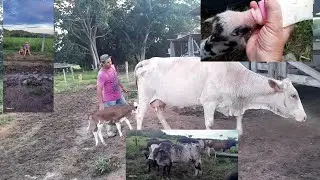 Criando os leitão na mamadeira/ nasceu o primeiro bezerro filho do chuvisco/rotina do leite
