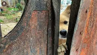Chained for 5 years, she cried the moment she felt the first hug of freedom
