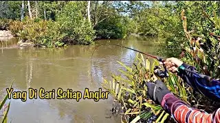 Mancing Sembilang Umpan Cacing Nipah Jackpot Kedukang Babon