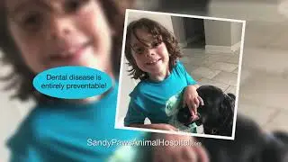 dental jax 075667 sandypaws