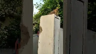 #cat sitting on wall #cute