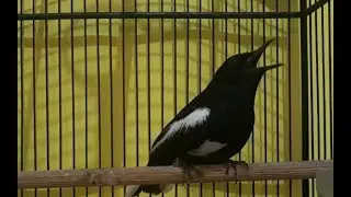 MALAM HARI PUN Pasti Langsung NYAUT GACOR dengan Suara Kacer Malam ini