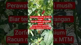 perawatan cabe di musim hujan biar terhindar serangan patek #petanidesa #petanihappy