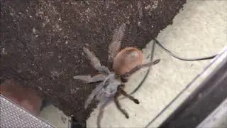 Rehousing 3 females of Aphonopelma mooreae
