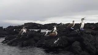 Galapagos Islands: Blue footed boobies in Isla Fernandina