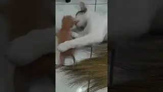 Mother Cat (Bugret) and her kitten