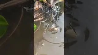 Mancing ikan mas babon, ketika umpan jatuh langsung dibuka mulut lebar@jonespetualang