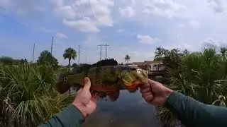 Miami Lakes Canal Fishing Peacock bass_Catch and release 4/26/23