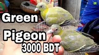incridible Green Pigeon