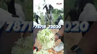 🐄 പശുക്കൾക്ക് ഒരേ കട്ട്, നല്ല ദഹനം &ndash; മികച്ച Chitti Chaff Cutter