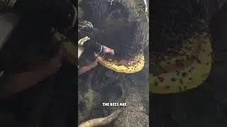 The amazing job of harvesting honey! #shorts #viral #amazing