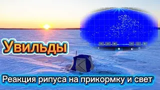С паноптиксом на Увильдах. Как свет влияет на рипуса! 