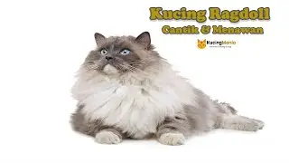 Kucing Ragdoll - Sifat, Ciri Fisik dan Harganya di Indonesia