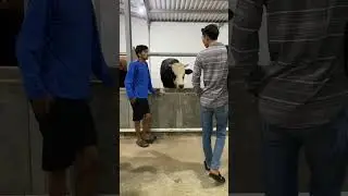 NGONTROL SAPI SAMA BOS VANDRY‼️