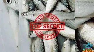 Hasil Kaliori Rembang || Mancing Belanak