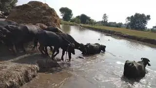 Traditional Buffalo Bathing | Buffalo in swimming pool
