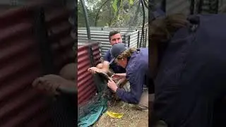 Venomous Snake Rescued After Getting Tangled in Netting