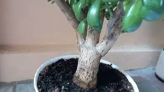 Cum inmulțim Pomul-Banului și formarea  tulpinei de Bonsai!!