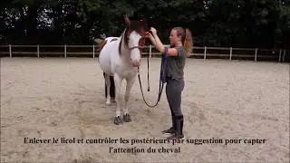 Savoir 4 d'&eacute;quitation &eacute;thologique