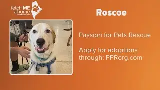 Fetch ME A Home: a big puppy named Roscoe