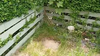 hi welcome back to Steve's gardening world update on what we are doing