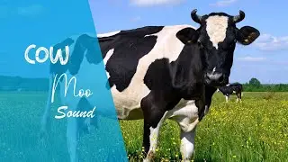 Cow moo sound(sound effects no copyright )