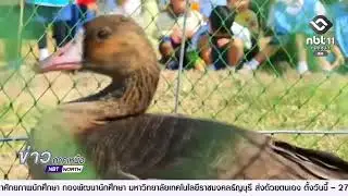 พบห่านหน้าผากขาวใหญ่ จากกรีนแลนด์