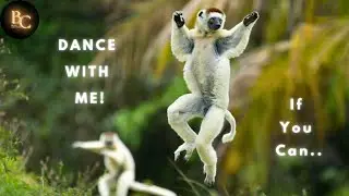 Dance Like A Sifaka|The Lemur's Funky Moves!