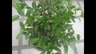 Ficus Plant (Hindi) - How to Grow & Care Ficus Plant in Pots - Ficus Thoninngi