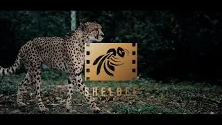 ANIMAL CINEMATIC SHOTS - ShelbeeStudio