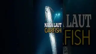 HEWAN Ikan Legenda Laut yang Panjangnya 11 Meter