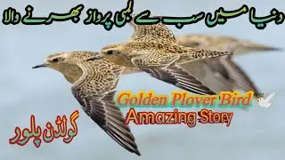 Golden Plover Bird Migration || A Secret Journey Through The Skies  || Muiz Ansari Food Secrets