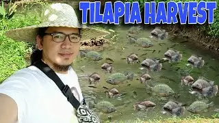 Tilapia Harvest From Small Fishpond | Buhay Probinsya